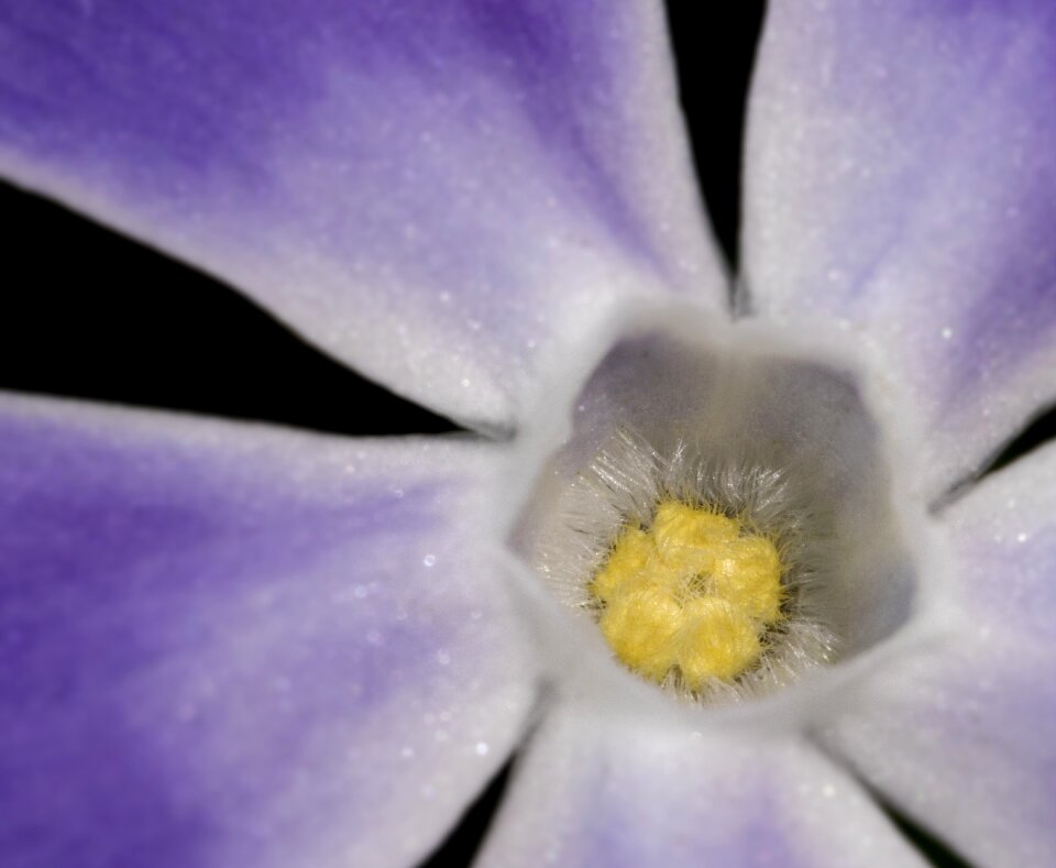Nature blooming vinca