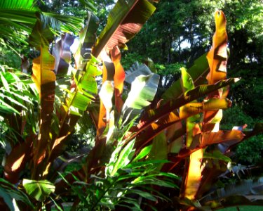 Plants 8 Cairns