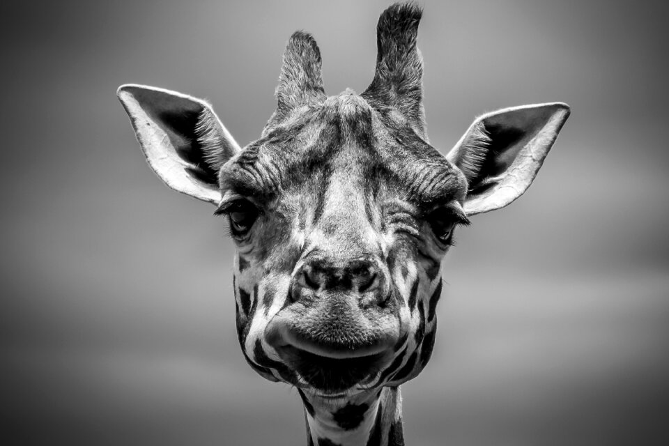 Forest zoo monochrome