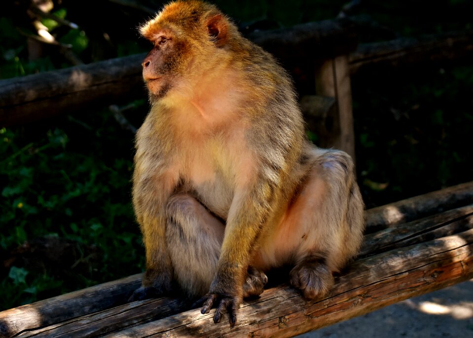 Animal wild animal zoo
