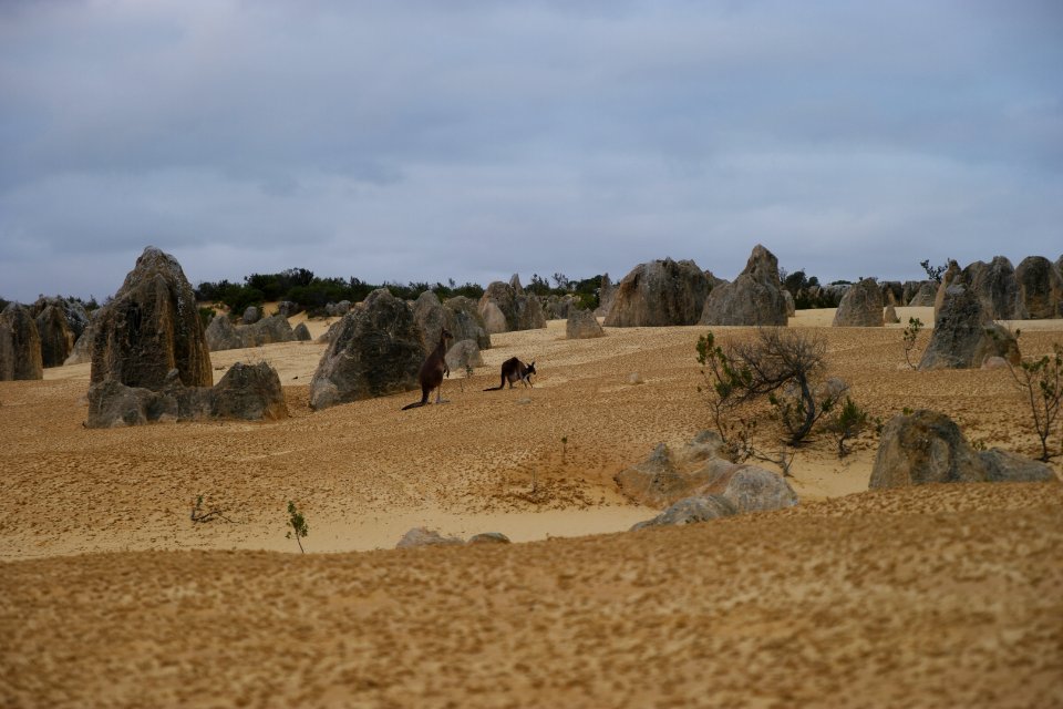 Pinnacles Desert, Nambung National Park, Western Australia 28