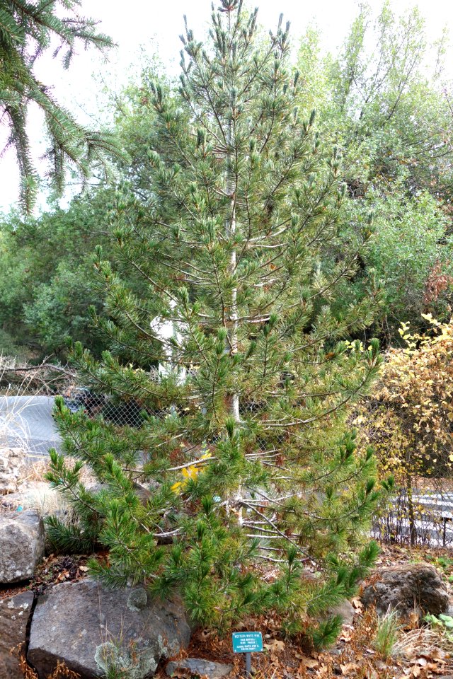 Pinus monticola - Regional Parks Botanic Garden, Berkeley, CA - DSC04272