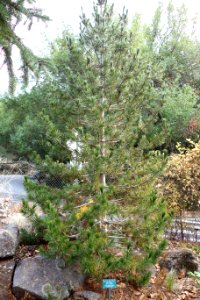 Pinus monticola - Regional Parks Botanic Garden, Berkeley, CA - DSC04272