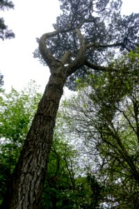 Pinus radiata - Trebah Garden - Cornwall, England - DSC01276