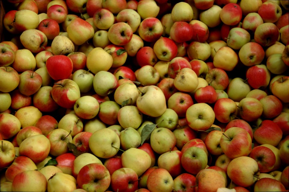 Pinova (apple) 2