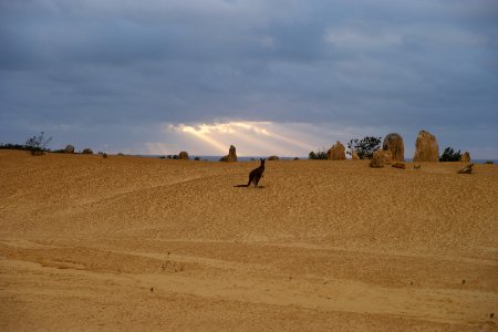 Pinnacles Desert, Nambung National Park, Western Australia 26