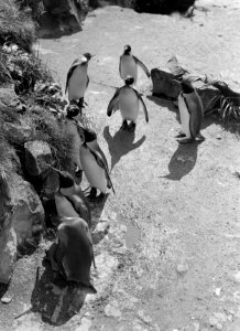 Pinguins, Bestanddeelnr 254-5629