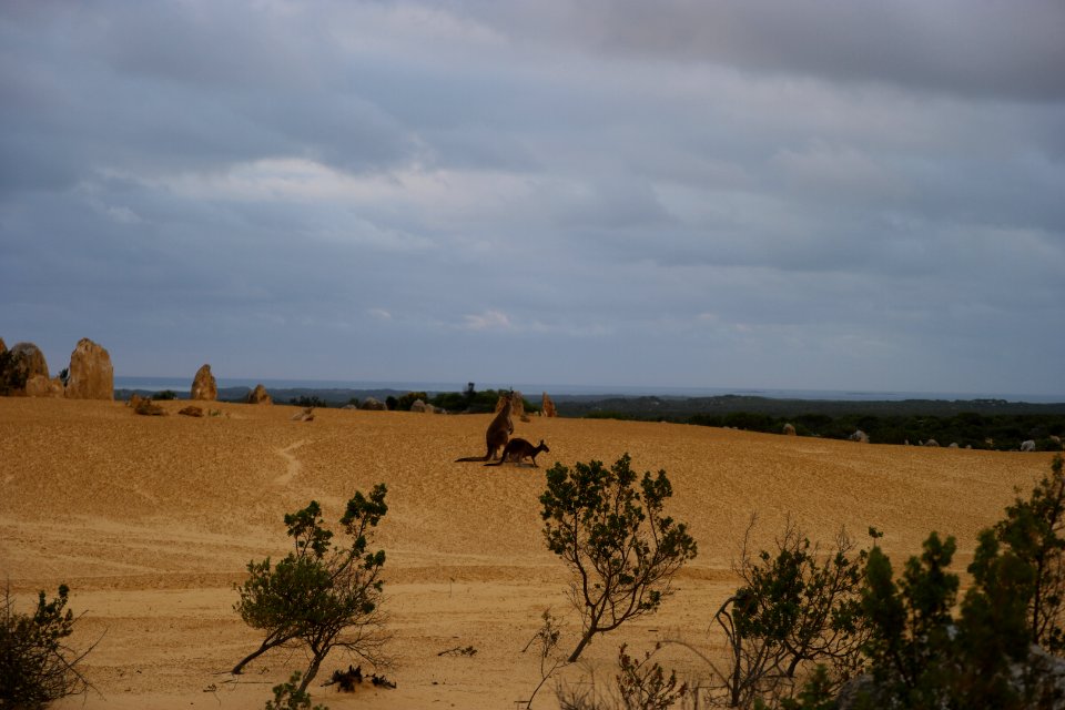 Pinnacles Desert, Nambung National Park, Western Australia 25