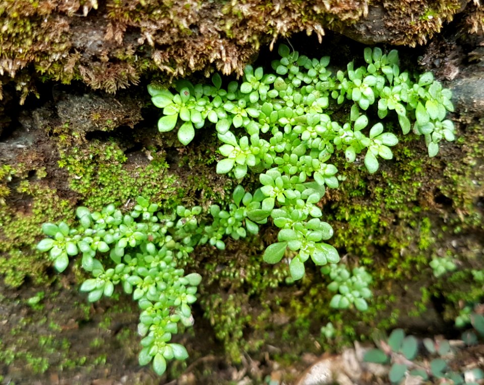 Pilea microphylla in Mindanao, Philippines