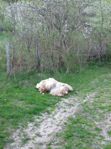Pile of sheared wool, in Mihăeşti, Argeş