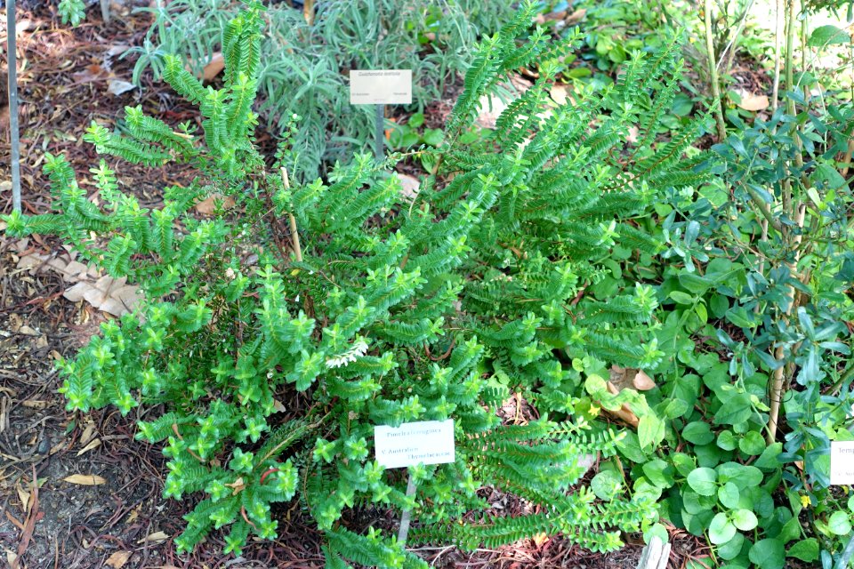 Pimelea ferruginea - Bergianska trädgården - Stockholm, Sweden - DSC00352