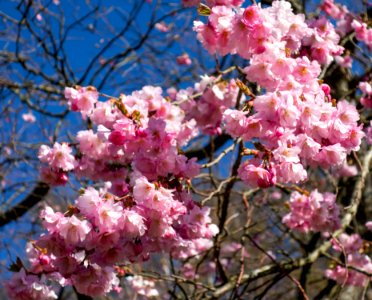 Pink double cherry blossoms in Torp 2