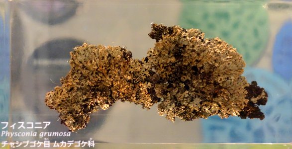 Physconia grumosa - National Museum of Nature and Science, Tokyo - DSC07580
