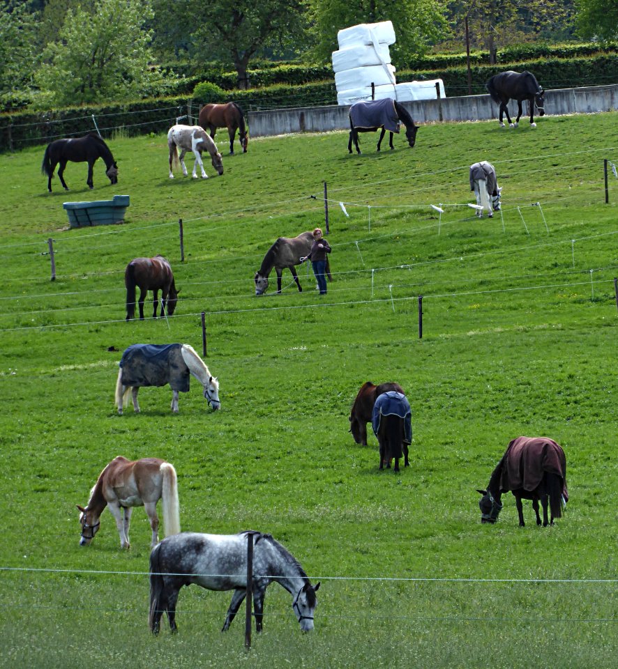 Pferdekoppel (Vaals)