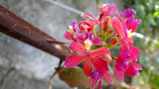 Pink Epidendrum Orchid (222646221)
