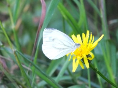 Pieris napi - Wzwz butterfly e1 photo