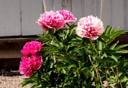 Pink peonies in Brodalen