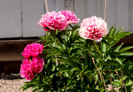 Pink peonies in Brodalen photo