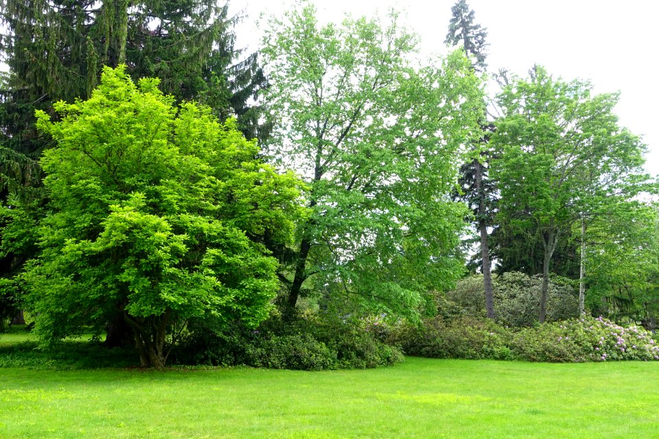Pierce Meadow - Doyle Community Park & Center - Leominster, Massachusetts - DSC06273