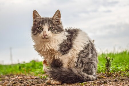 Nature mammal cute