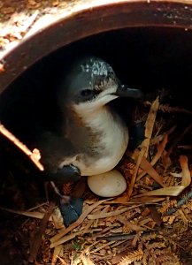 Photo 31949341 - Chatham petrel - Peter de Lange