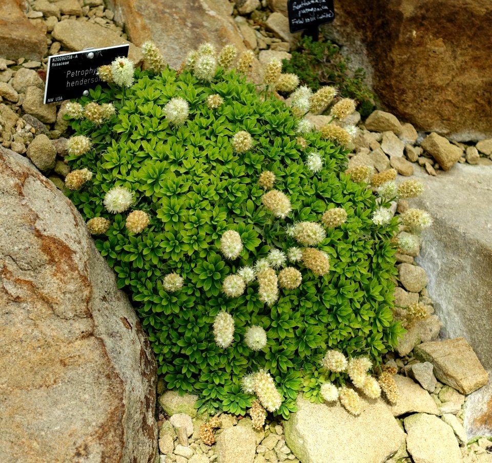 Petrophytum hendersonii - RHS Garden Harlow Carr - North Yorkshire, England - DSC01454