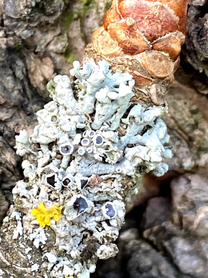 Physcia adscendens 63475500