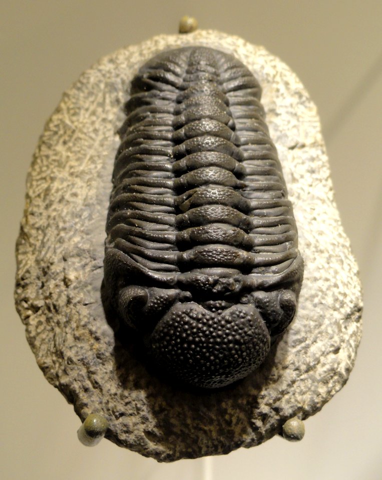 Phacops sp., Middle Devonian, Morocco - Houston Museum of Natural Science - DSC01515