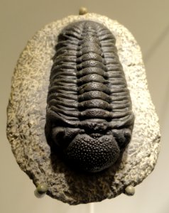 Phacops sp., Middle Devonian, Morocco - Houston Museum of Natural Science - DSC01515 photo