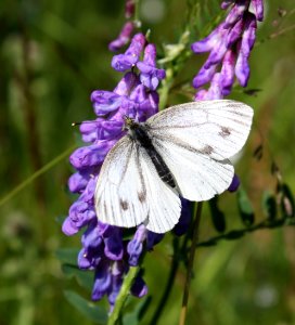Pieris Napi Haukipudas 20110625