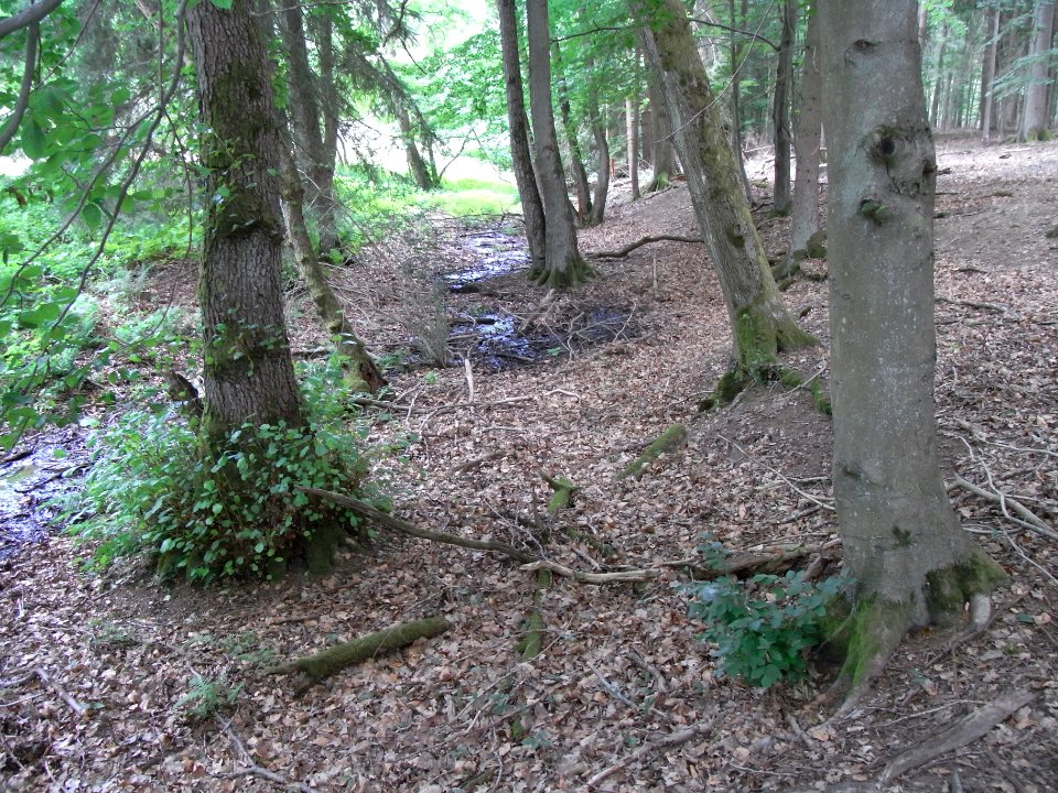 Pfingstborner Bach von Waldrand Wiese R0017013