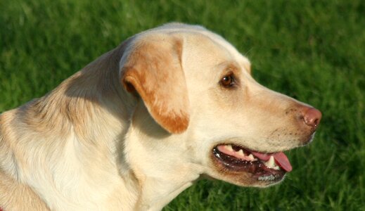 Labrador panting animal photo