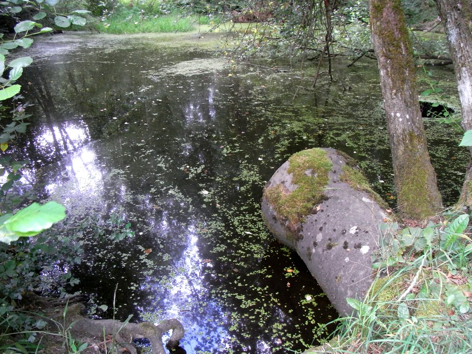Pfingstborner Bach Waldteich Überlauf R0017041