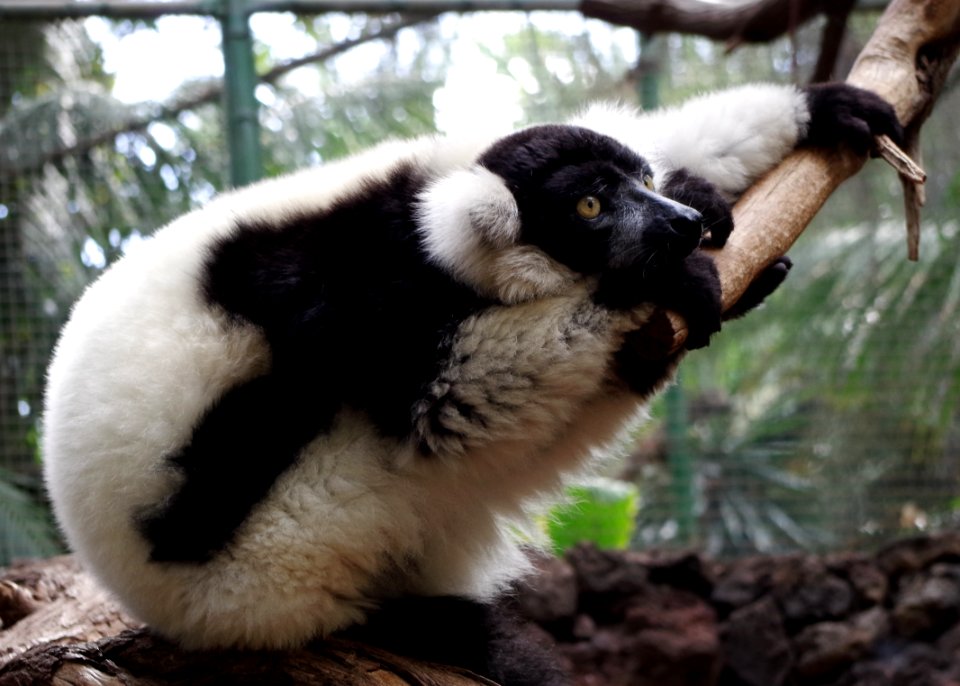Ruffed lemur in zoo