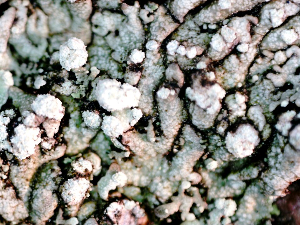 Physcia caesia 106750392