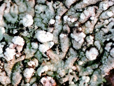 Physcia caesia 106750392