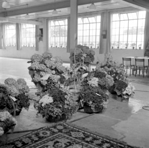 Ruimte met bloemstukken in manden en tapijt (vermoedelijk cadeaus bij receptie), Bestanddeelnr 255-8485 photo
