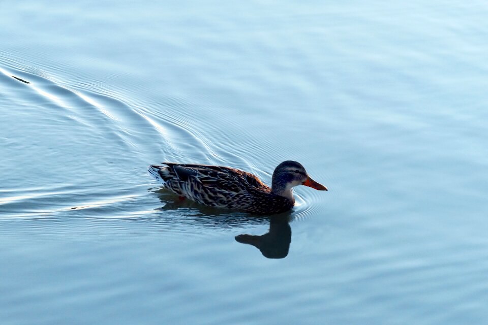 Puddle nature water bird