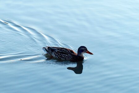 Puddle nature water bird
