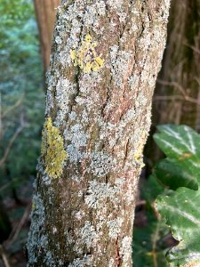 Physcia adscendens 98411705