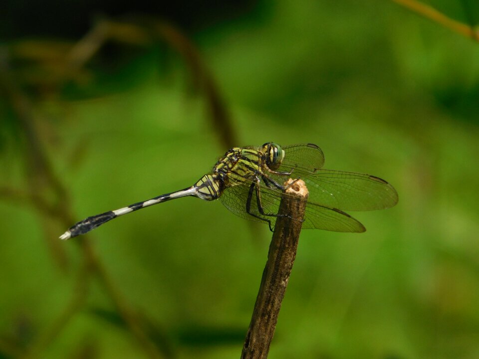 Stream nature green dragon