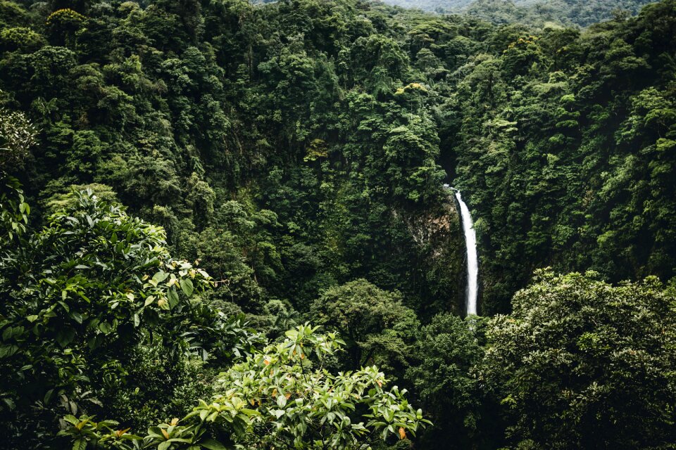 Green trees waterfalls