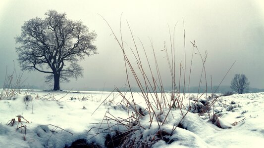 Cold frost tree photo