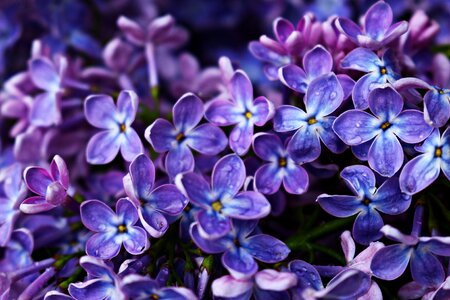 Flower lilac tree purple