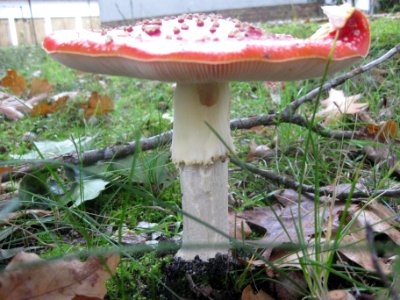 Ruhland, Ortrander Straße 12, Fliegenpilz, Herbst, 05