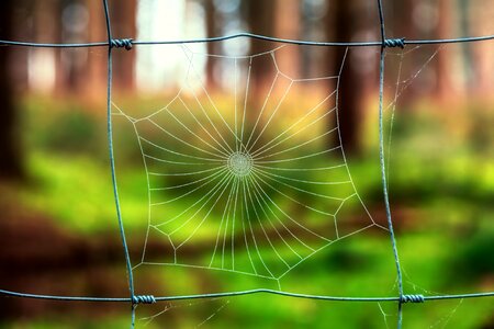 Dew grid green