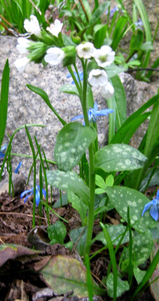 Ruhland, Grenzstr. 3, Geflecktes Lungenkraut im Garten, Pflanze weiß blühend, Frühling, 01