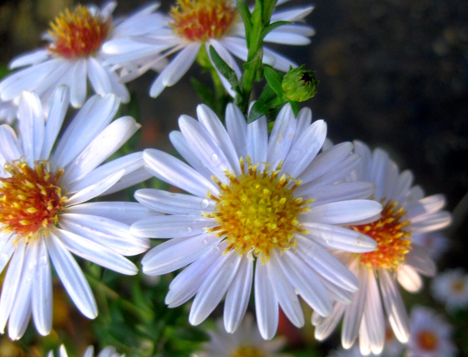 Ruhland, Grenzstr. 3, Kissen-Aster-Hybride am Zuweg weiß blühend, Blüten, Herbst, 01