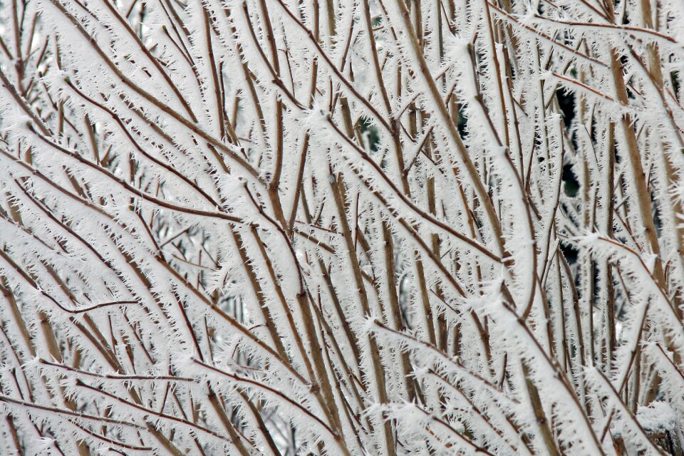 Nature winter ice photo