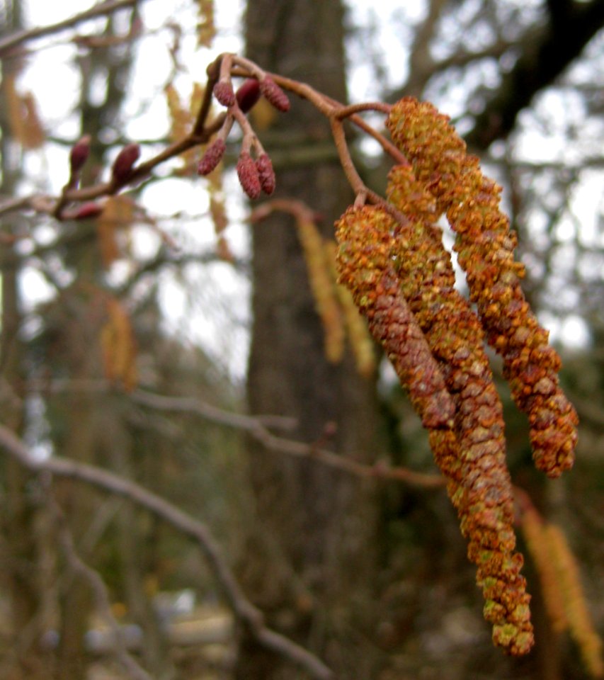 Ruhland, Hainsteg am Hainwiesengraben, Schwarz-Erle, blühende Zweige,Vorfrühling, 02